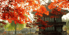 doi-tuong-mien-chung-minh-tai-chinh-khi-xin-visa-han-quoc1.gif