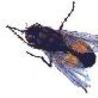 BlackHouseFly