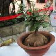 Đả Cẩu Bổng Pháp