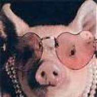 _Lợn_