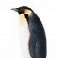 Chim Penguin