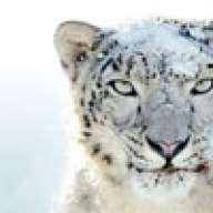 Snow Leopard
